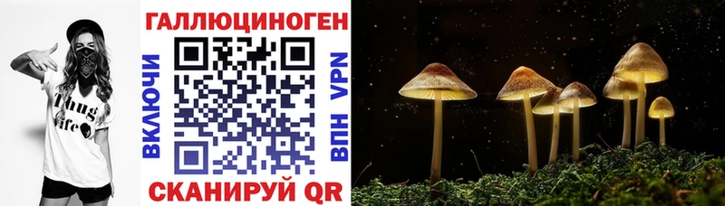 блэк спрут зеркало  Вихоревка  Галлюциногенные грибы Psilocybe 